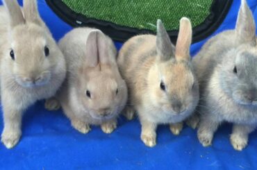 Netherland Dwarf Adorable Baby Rabbits Babies   day 1 to eight weeks old