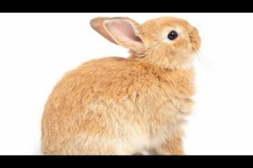 Cute rabbit!!