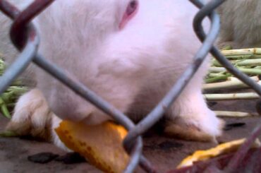 Cute bunny eating orange peel