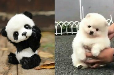 Cute baby animals Videos Compilation cutest moment of the animals - Soo Cute! #9