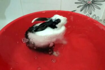 Cute Bunny Bath