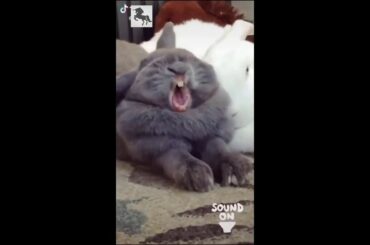 Tik Tok Bunny Screams Very Funny