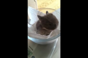 Cute baby rabbit weigh-in