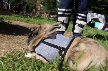 Music for Kids : Little Rabbit A Funny and Cute Bunny at Park