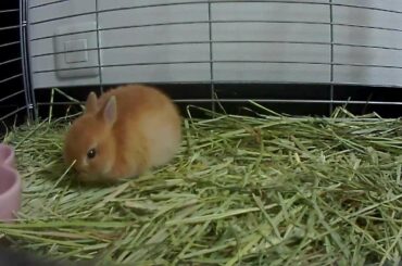 Cute Baby bunny Rabbit Diary 2 Netherland Dwarf