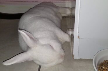 Mi Conejita Bunny Cute🎄🐰💕💖💤