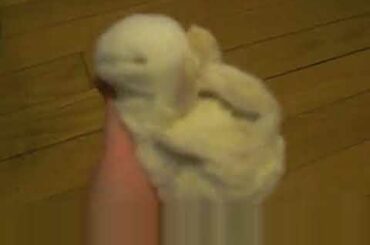 Cute baby rabbit falling asleep