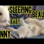Sleeping Beauty Baby Rabbit