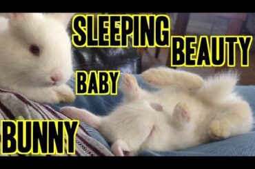 Sleeping Beauty Baby Rabbit