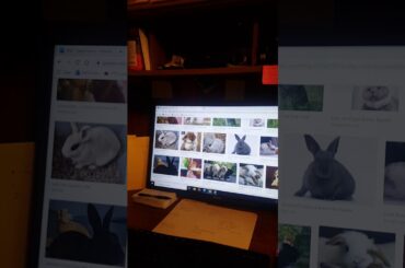 Look at all those bunnies they are so cute!!!!!!!!!!!!!!!!!!!!!!!!!!!😙😚😍😘❤❤❤❤
