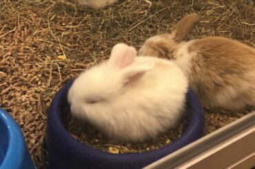 KreskaTV#1 First day curiosity