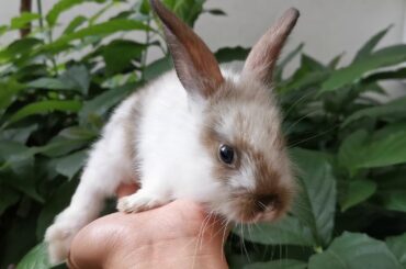 Cute baby rabbit jump away