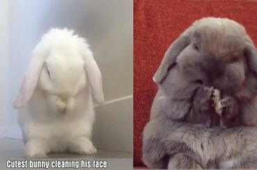 Cute Baby Bunny Washing Her Face - Cute Bunny Videos Compilation | Cute Baby Animals