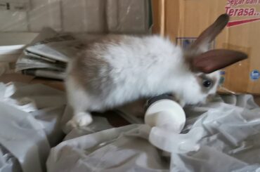Funny Rabbit routing