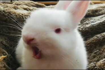 Conejito con Sueño preparándose para Dormir, Cute Bunny yawning. 😍🐰