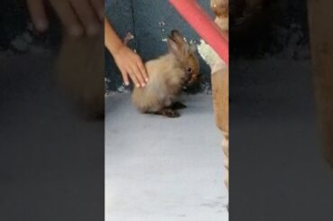 My New rabbit, so cute🐰😘😍