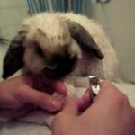 Cute bunny getting nail clipped!!