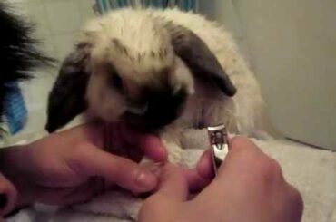 Cute bunny getting nail clipped!!
