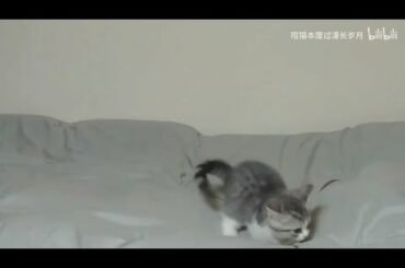 Are you a kitten or a cute bunny