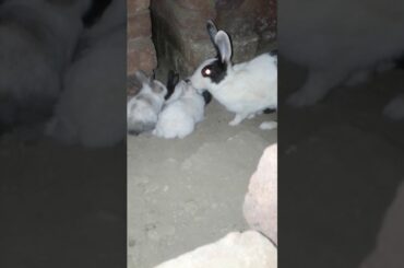 Rabbit funny Video