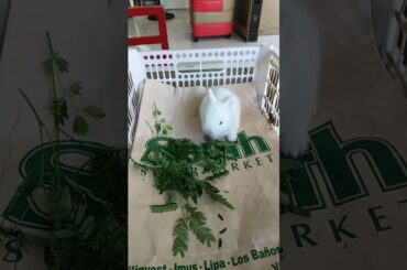 My shortest video with my rabbit soooooo cute