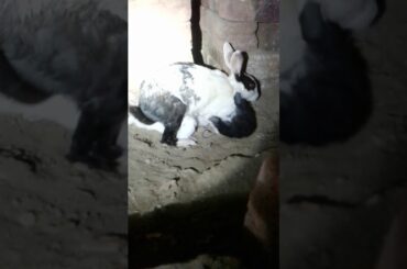 Rabbit Funny Video