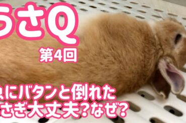【うさぎ】急にバタンと倒れちゃった、大丈夫？なぜ？うさQ#4【かわいい】Cute rabbit #55