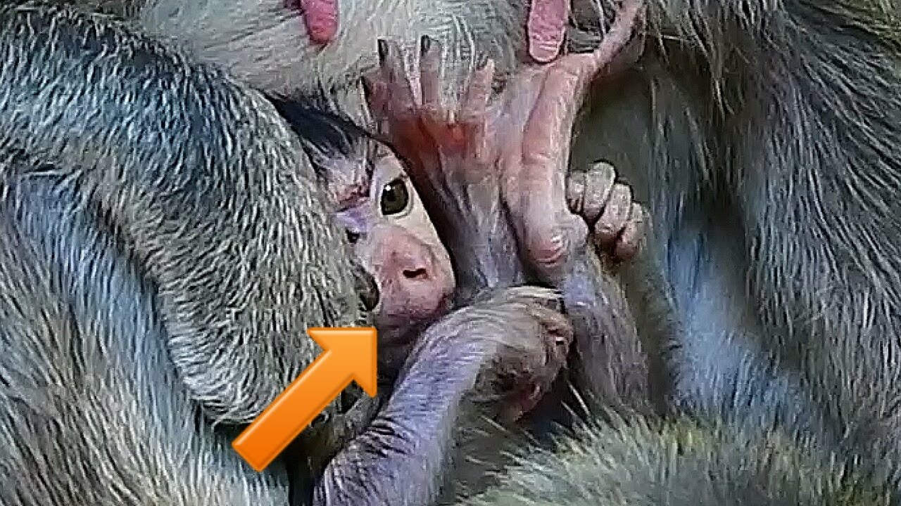 Baby monkey Upright Legs, Cute baby monkey Jilla, Mother monkey Jill Breastfeeding