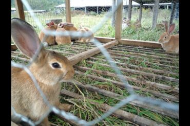 Rabbit farming is an emerging but profitable business