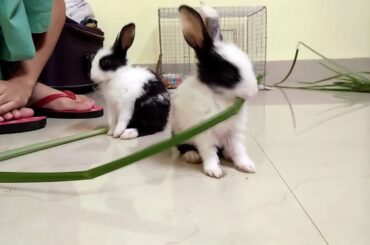 Cute moments rabbit
