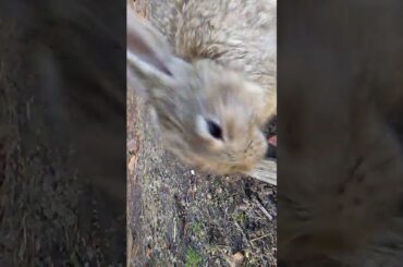 The cutest baby bunny in the world.