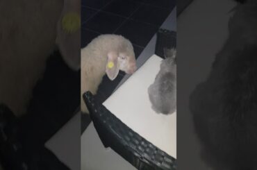 Sheep vs Rabbit fighting for the chair