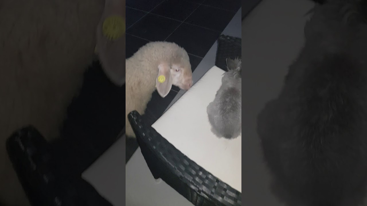 Sheep vs Rabbit fighting for the chair
