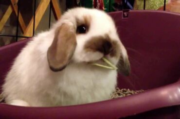 Cutest little Baby Bunny Ever!