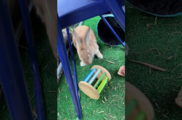 Cute rabbits 🐇 💕
