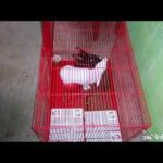Cute black and white rabbit eating competition video