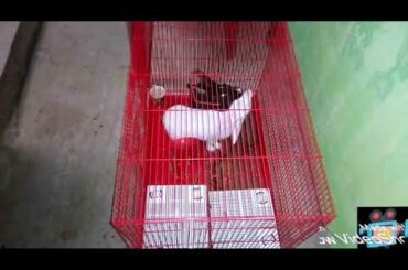 Cute black and white rabbit eating competition video