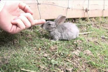 Baby Gray Bunny