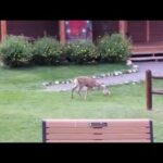 Watch as baby deer, bunny play together