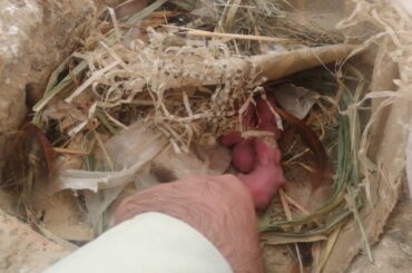 Rabbit Baby | Income At Home
