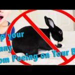How to Stop your Bunny from Peeing on Your Bed