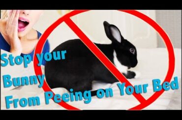 How to Stop your Bunny from Peeing on Your Bed