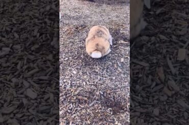 Cute rabbit