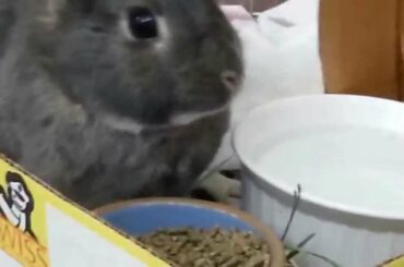 Watch A Cute Rabbit Eat