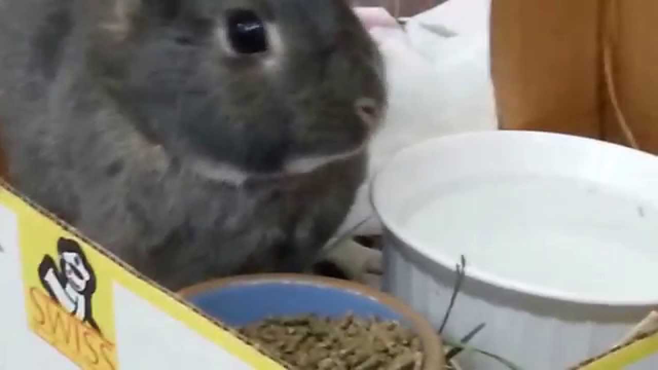 Watch A Cute Rabbit Eat