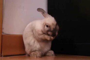 Cute rabbit ear cleaning