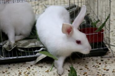 Rabbits Hunting - No Need to Hunt Rabbits - Feeding My Cute Rabbits