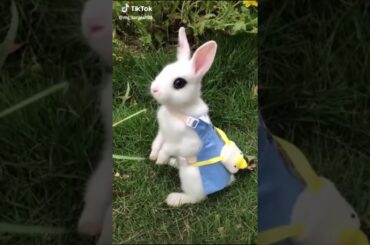 a cute rabbit