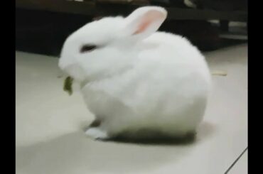 Cute bunny