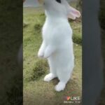 Cute rabbit 😚😚😚